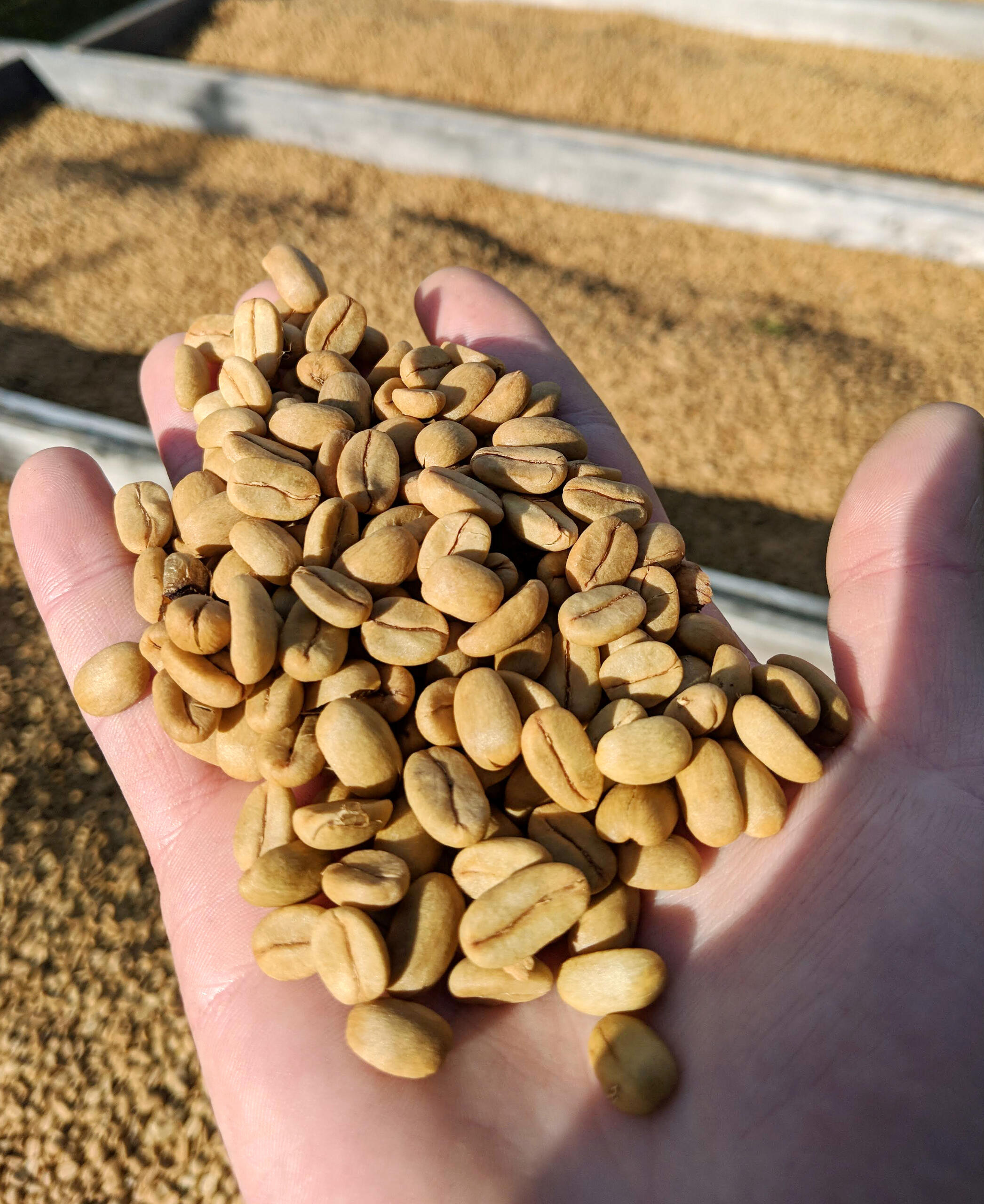 Special Washer Processed Coffee